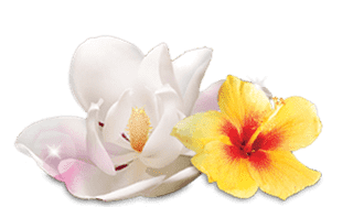 Air Wick Floral Fragrances